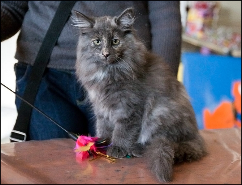 Elektra des Amours de Norvège 2.jpg - Elektra des Amours de Norvège